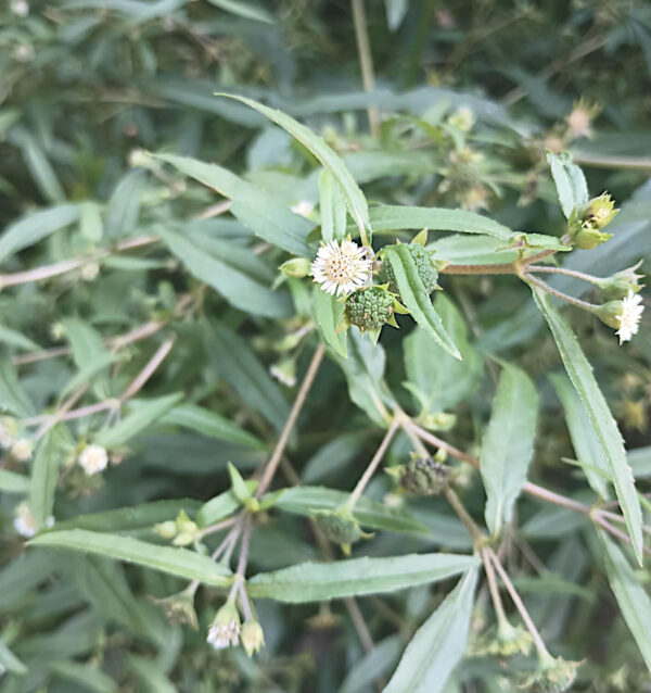 bhringaraj seeds