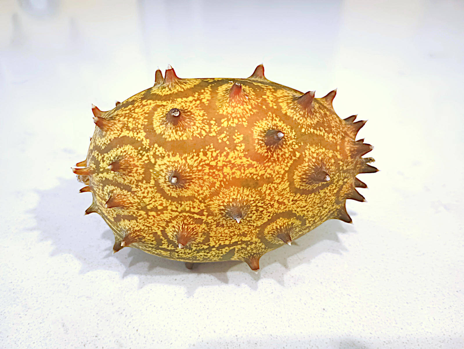 Kiwano Jelly Melon Seeds Seven Oaks Market