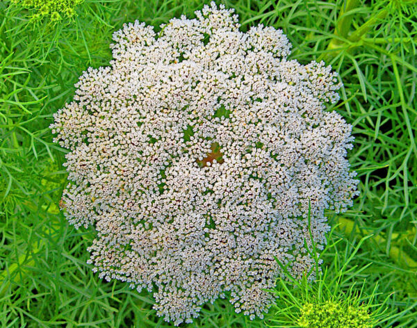 queen anne's lace seeds