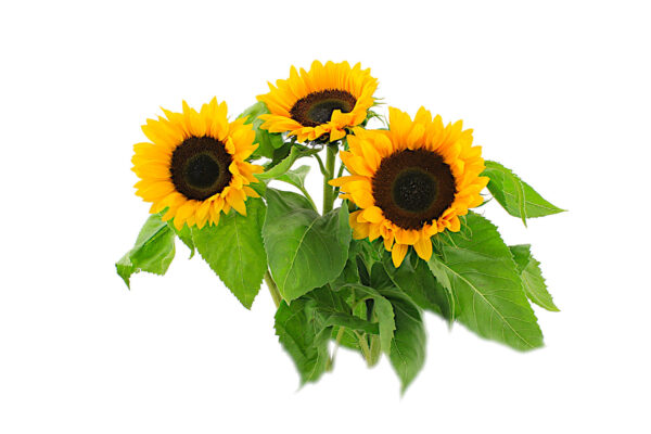 sunflower leaves