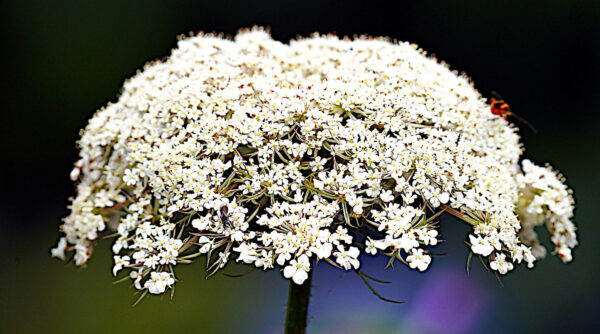 queen anne's lace or wild carrot